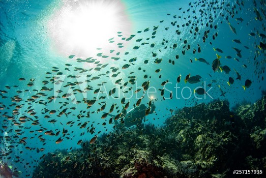 Image de Sardine school of fish ball underwater